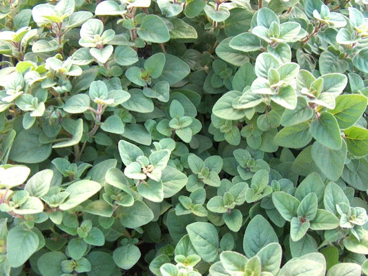 Organic Greek Oregano Herb Seeds - 300+ Perennial Seeds for Garden & Container - Origanum vulgare subsp. hirtum