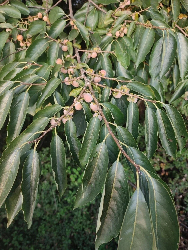 Date Plum Tree Seeds - 50 Count Diospyros Lotus for Planting, Gardening & Landscaping, Deciduous Fruit Tree