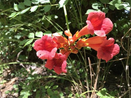 Hummingbird Trumpet Vine Starter Plants Bare Root Reddish Orange Campsis radicans for Attracting Hummingbirds & Butterflies