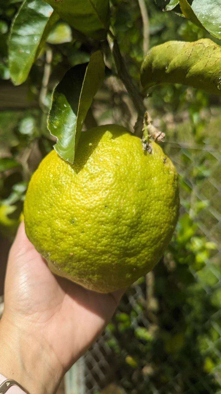 Ponderosa Lemon Cutting for Crafts - Giant Fruit Citrus limon - Easy to Root Lemon Plant for Gardening & DIY Projects
