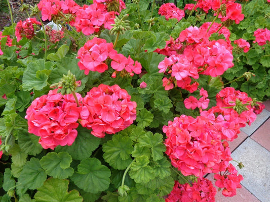 Hardy Geranium Cuttings 5x6" Pelargonium Fragrant Red-Orange Flowers Garden Plant