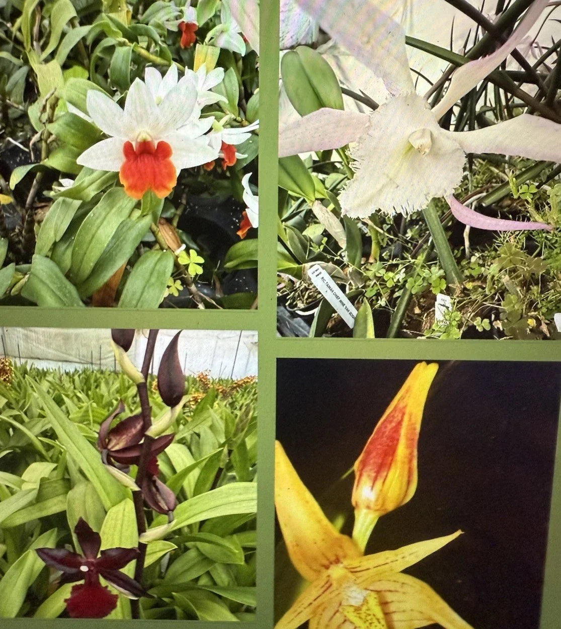 Orchid Seedling Pack - 3 Bare Root Bulbs, New Varieties, Orchidaceae Indoor & Outdoor Gardening