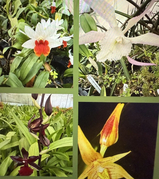 Orchid Seedling Pack - 3 Bare Root Bulbs, New Varieties, Orchidaceae Indoor & Outdoor Gardening