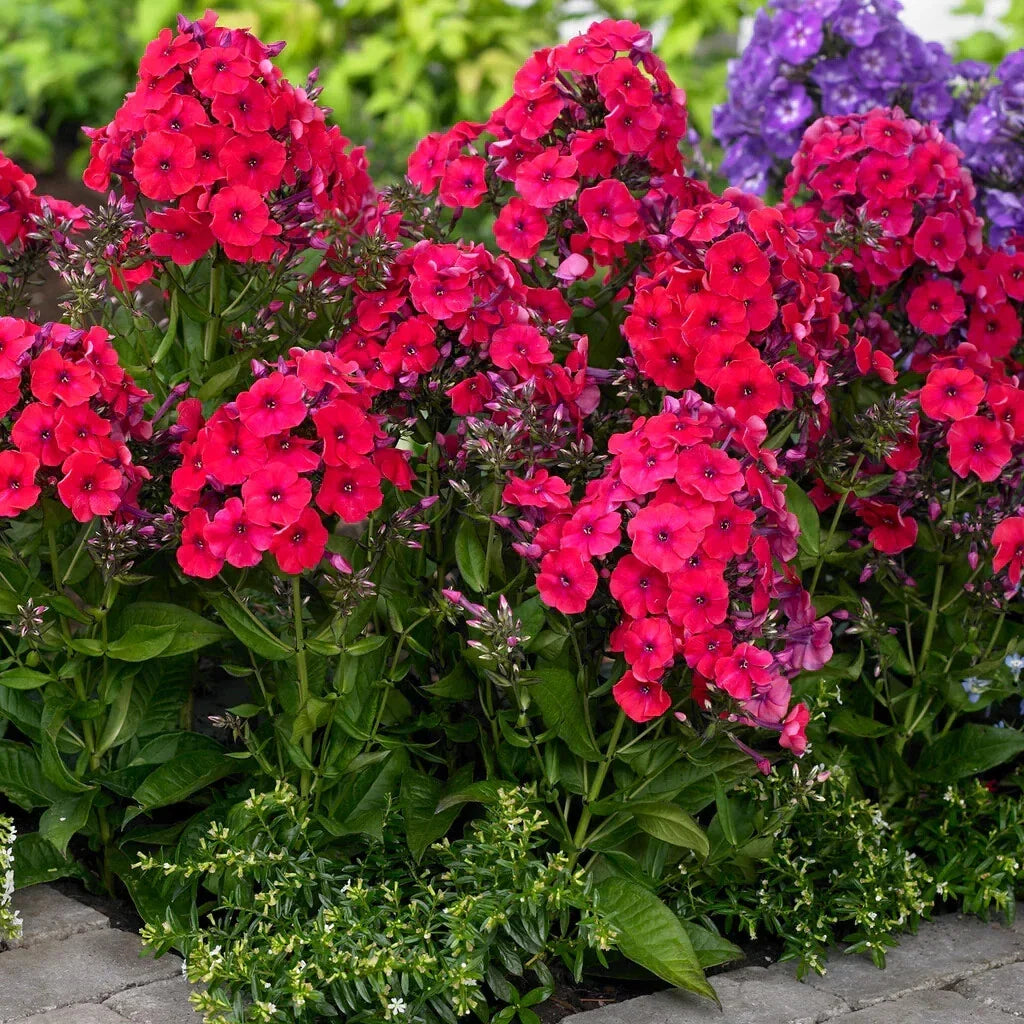 Red Riding Hood Phlox Seeds - 100+ Pack, Perennial Groundcover, Bright Red Flowers, Phlox subulata, USA Grown, Easy to Grow