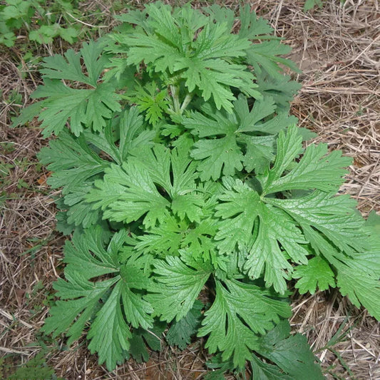 Mugwort Seeds | Non-GMO Herb Seeds for Culinary & Herbal Use | Artemisia vulgaris Packet