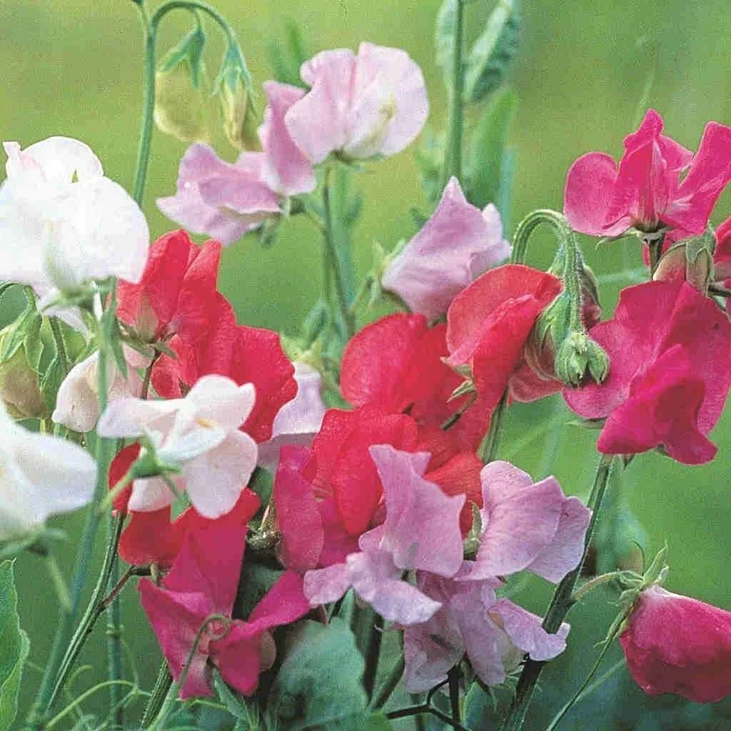 Royal Family Sweet Pea Seeds – Ruffled Flowers, Fragrant Blooms, Lathyrus odoratus, Garden Flower Seeds, Free Shipping