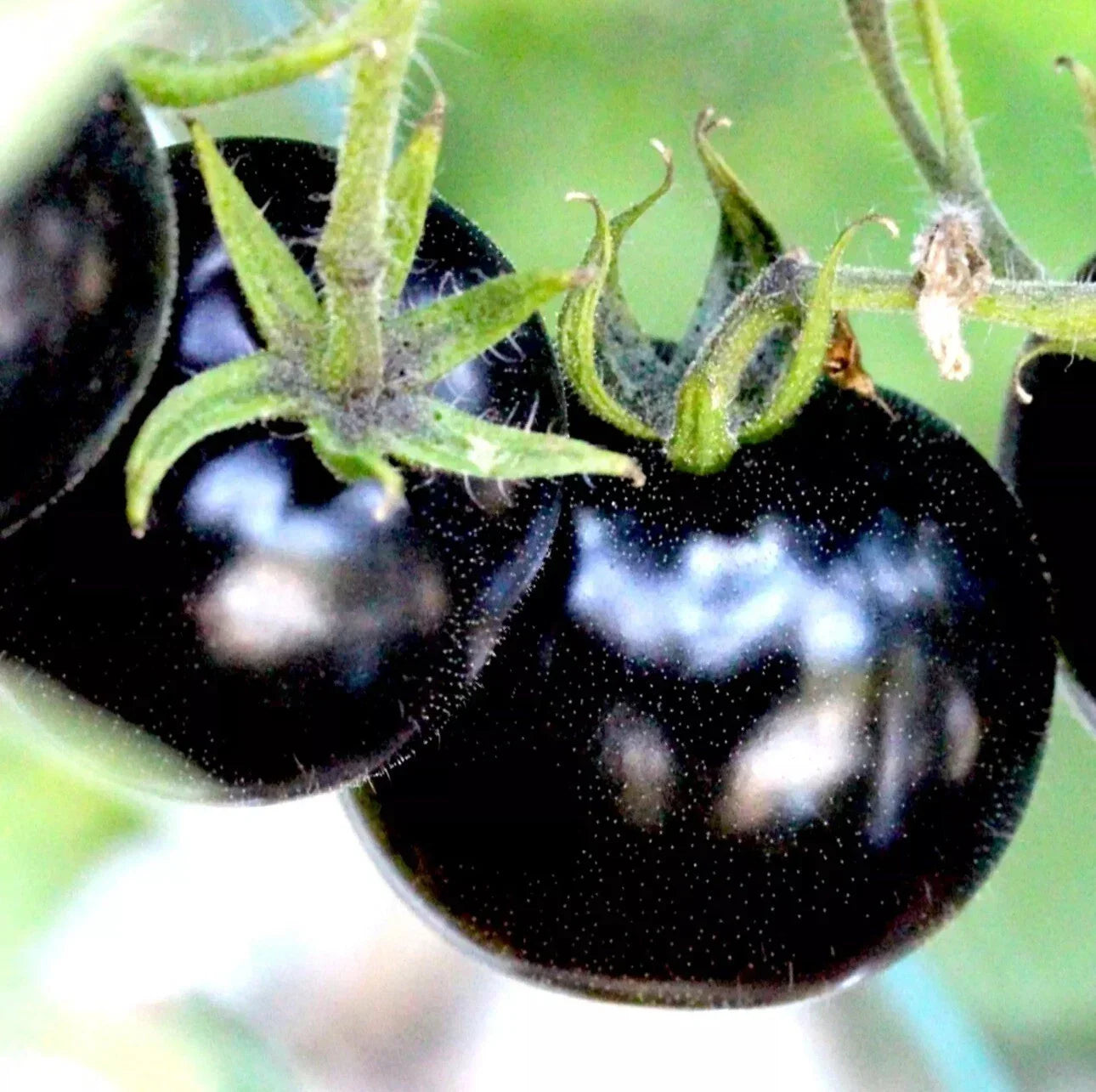 European Black Cherry Tomato Seeds – Heirloom Non-GMO, Sweet Juicy Variety, 100 Seeds for Garden, Container & Salad Use