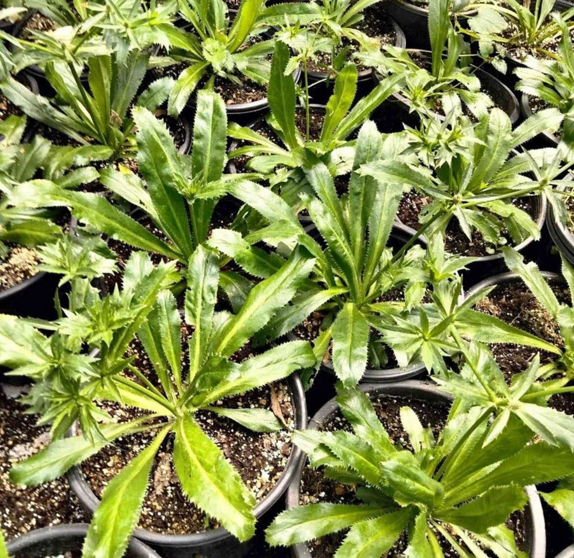 Culantro Seeds - 200+ Non-GMO Herb Seeds for Latin Cuisine, Mexican Coriander (Eryngium foetidum) for Indoor & Outdoor Gardens