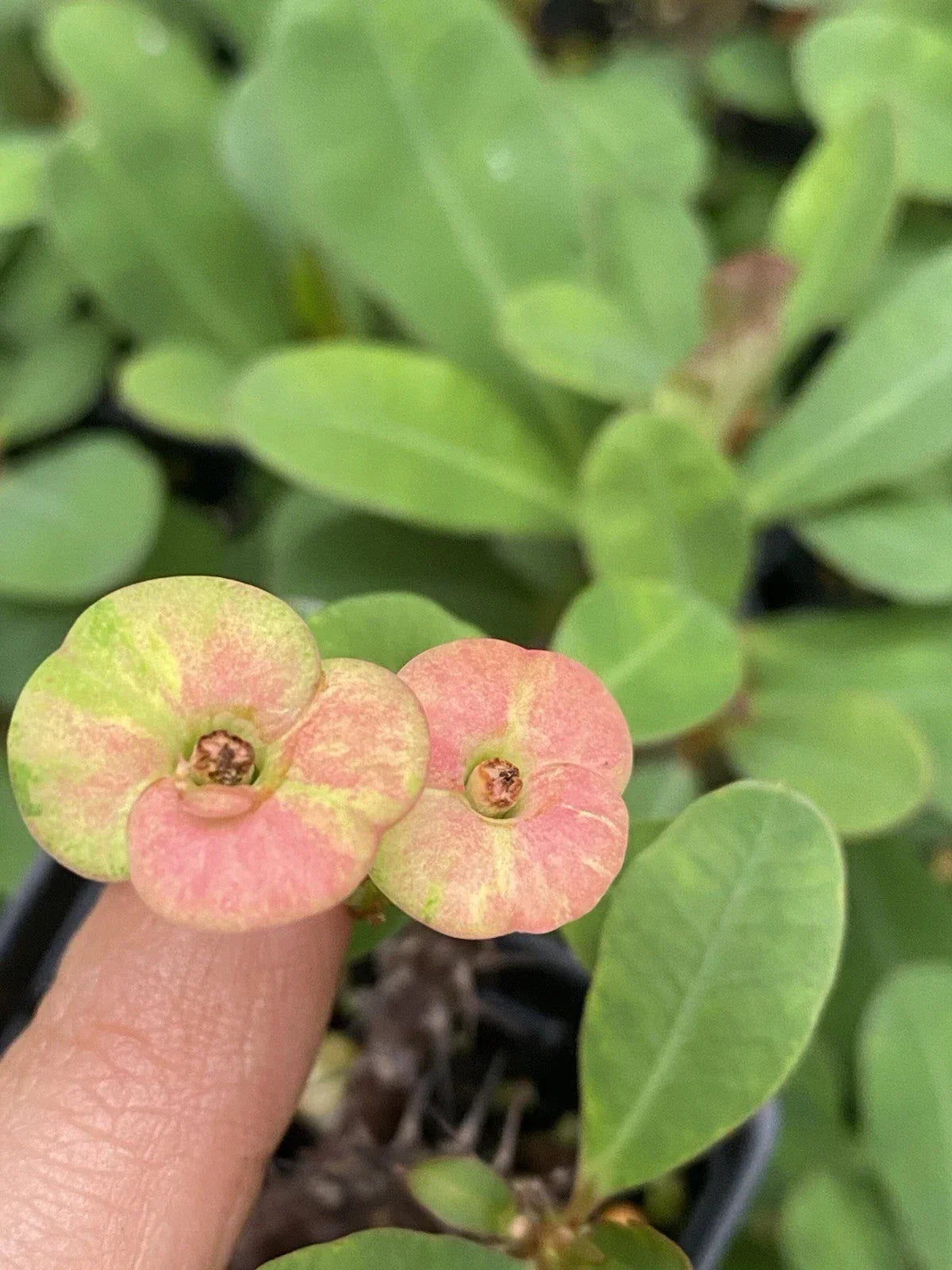 Pink Crown of Thorns Live Plant - Euphorbia milii, Pink Flowers, Indoor/Outdoor Succulent in 4-Inch Pot