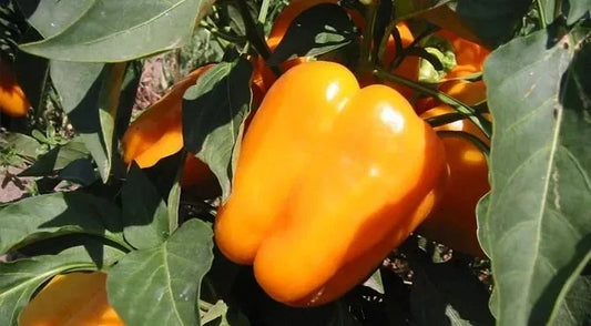 Orange King Bell Pepper Seeds - Heirloom Organic Non-GMO Capsicum annuum, Sweet, Vibrant Orange, Pack of 10+ Seeds
