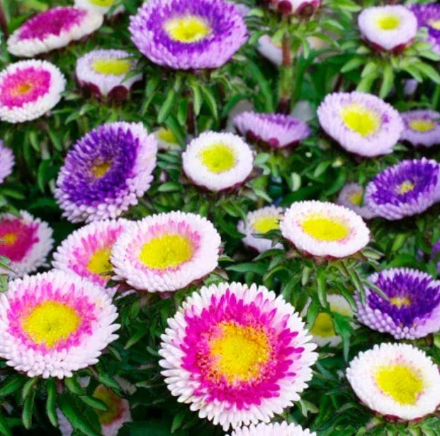 Aster Seeds 200 Count HI-NO-MARU Mix Pompon Non-GMO Annual Cut Flowers Aster amellus for Pollinators