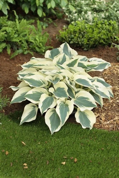 Hosta Firn Line Perennial Plant in 5.25-Inch Pot | Shade Garden, Unique Leaves, Well-Rooted Hosta spp.
