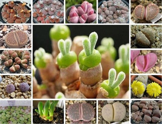 Mixed Succulent Seeds Pack - 100 Seeds for Indoor and Outdoor Gardening - Variety of Colors and Textures - Non-GMO