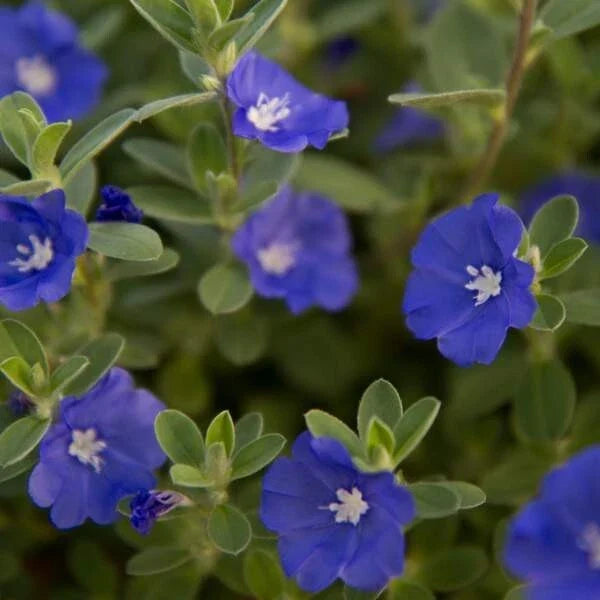 Evolvulus Blue Daze Live Plant Plug – Well-Rooted Ground Cover with Blue Flowers – Perfect for Gardens and Landscaping – Evolvulus glomeratus
