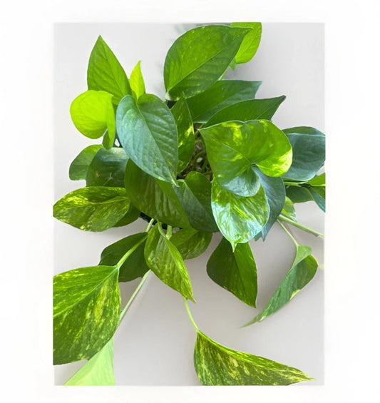Golden Pothos Live Plant Cuttings - 5 Rooted Epipremnum aureum Indoor/Outdoor Trailing Clippings