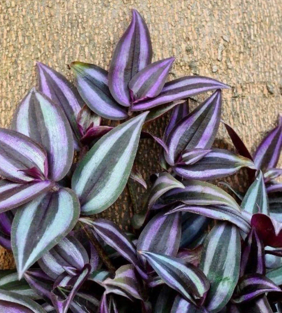 Tradescantia Zebrina Cuttings 10+ Pieces | Wandering Jew Plant | Purple Silver Striped Foliage | Indoor Garden Starter