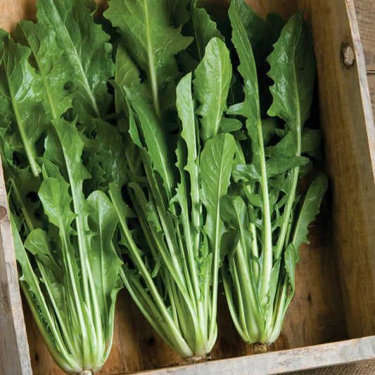 Heirloom Italian Dandelion Seeds - Catalogna Emerald Endive - Organic Non-GMO - 500 Count - Gourmet Greens for Salads and Cooking