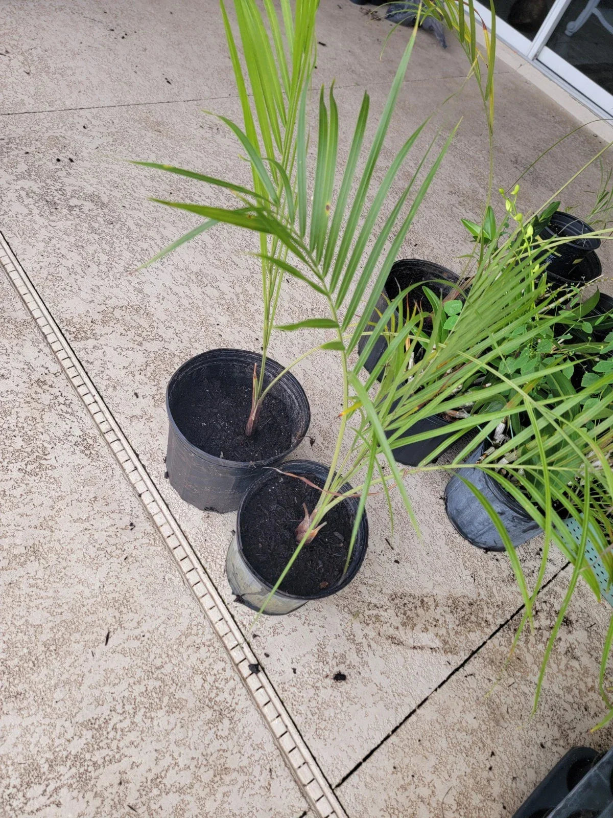 Triangle Palm Trees - 2 Pack Bare Root Dypsis decaryi Tropical Indoor Outdoor Plants