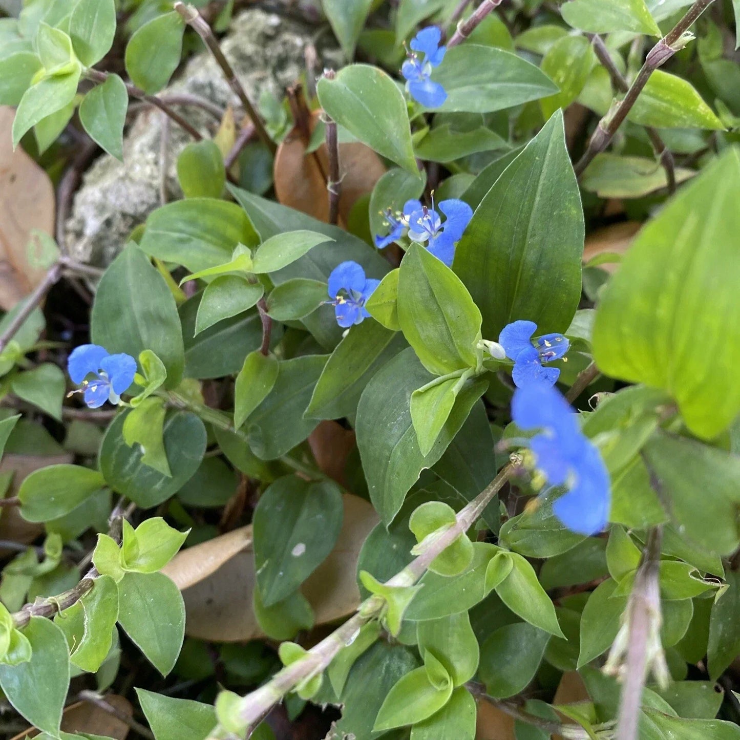 Commelina Diffusa Live Plant Cuttings – 7 Inches, Tropical Ground Cover, No Soil, Easy to Root, Greenery for Gardens and Indoor Spaces