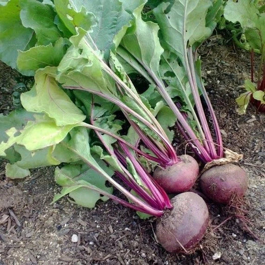 Organic Dark Red Detroit Beet Seeds - Non-GMO Beta vulgaris for Home Garden, Edible Vegetable, Heirloom, Full Sun, 50 Seeds