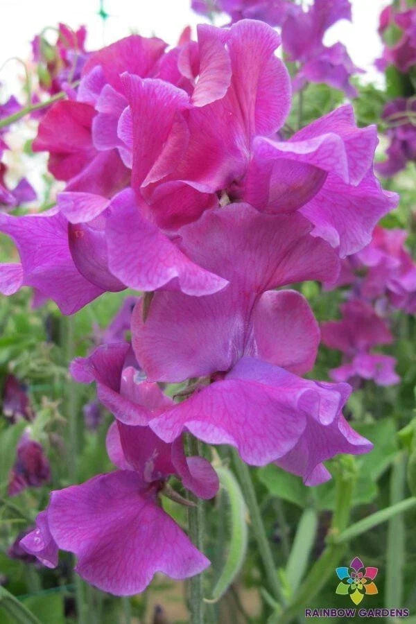 Terry Davey Sweet Pea Seeds - Pack of 50+ Lathyrus odoratus Garden Flower, Fragrant Climbing Vine, Mixed Colors, Annual Plant