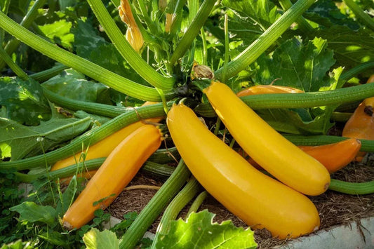 Golden Zucchini Seeds, Summer Squash, Goldmine Variety, Non-GMO, Cucurbita pepo, Compact Bush-Type, Heirloom Gardening