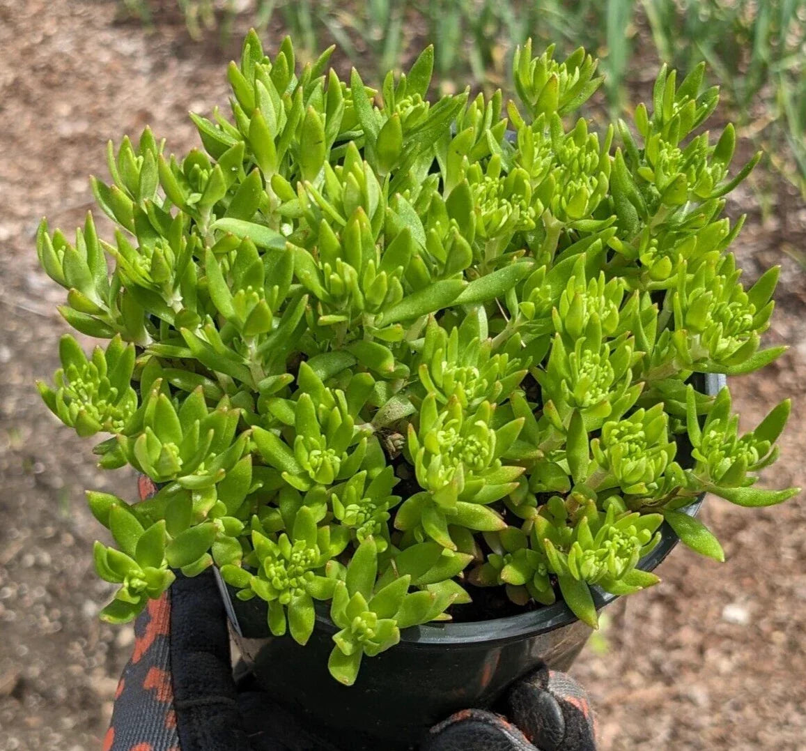 Angelina Sedum Plant - Bare Root Ground Cover - Sedum rupestre - Drought Tolerant, Low Maintenance, Bright Golden Foliage