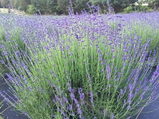 Munstead English Lavender Live Plant - Perennial Herb for Garden & Culinary Use - Lavandula angustifolia 'Munstead'
