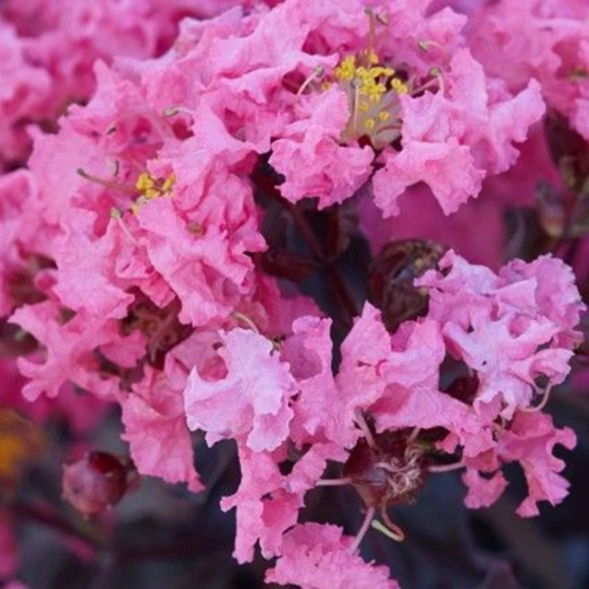 20 Shell Pink Cape Myrtle Seeds | Lagerstroemia indica | Perennial Flower Seeds for Gardens and Landscapes
