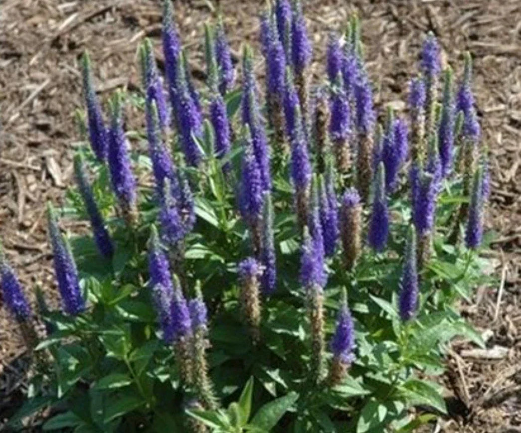 Veronica 'Royal Candles' Perennial Flowering Plant - Blue Blooms - Hardy Garden Plant - Speedwell (Veronica sp.)