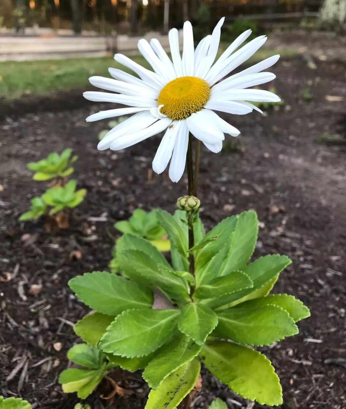 Montauk Nippon Daisy Perennial Live Plant Set of 5 Bare Root - Leucanthemum × superbum - Spring Pre-Order