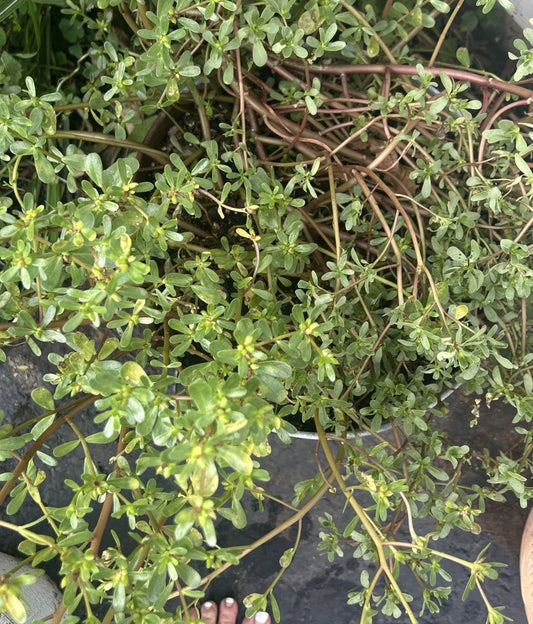 Live Purslane Plants Bare Root Starter Bundle – Edible Herb, Portulaca oleracea, Fast Growing, Nutritious, Culinary, Garden Bed