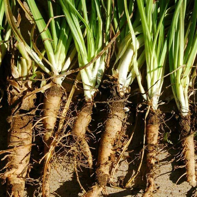 Mammoth Sandwich Island Salsify Seeds 50 Ct Non-GMO Vegetable Seeds for Home Garden, Nutty Flavor, Easy to Grow, USA Grown