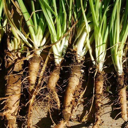 Mammoth Sandwich Island Salsify Seeds 50 Ct Non-GMO Vegetable Seeds for Home Garden, Nutty Flavor, Easy to Grow, USA Grown