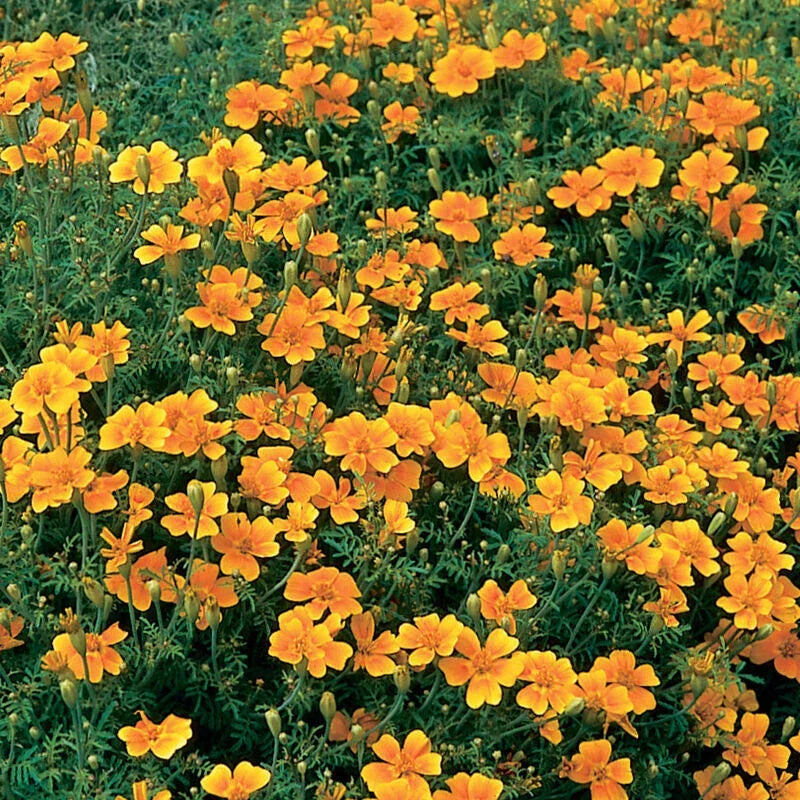Tangerine Gem Marigold Seeds - 25+ Pack, Tagetes patula, Bright Orange Flowers, Garden Planting, Non-GMO, Fast Germination