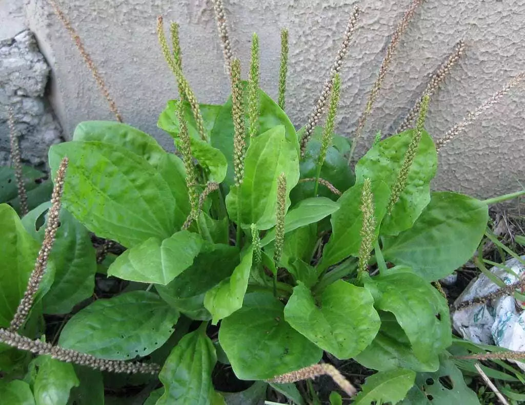 Broadleaf Plantain Seeds - 500+ Pack, Plantago major, Medicinal Herb, Perennial Plant, Herbal Remedy, Non-GMO