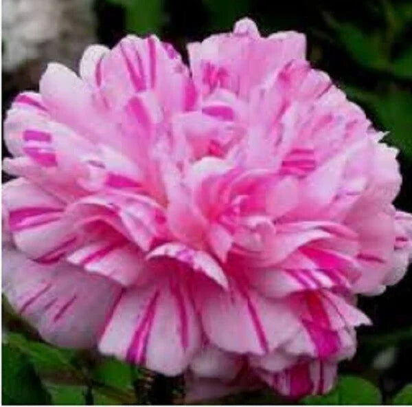 Double Light Pink White Moss Rose Seeds - Perennial Portulaca grandiflora Flower Seeds for Garden, Borders, Containers, 100 Pack