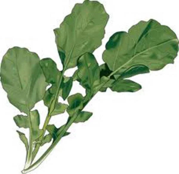 Arugula Microgreen Seeds 8 oz Non-GMO Eruca sativa for Indoor & Outdoor Sprouting, Fast-Growing, Nutritious Greens