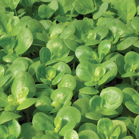 Golden Purslane Seeds - Edible Succulent Ground Cover - Portulaca oleracea - 500+ Non-GMO Herb Seeds for Salads & Garnishes
