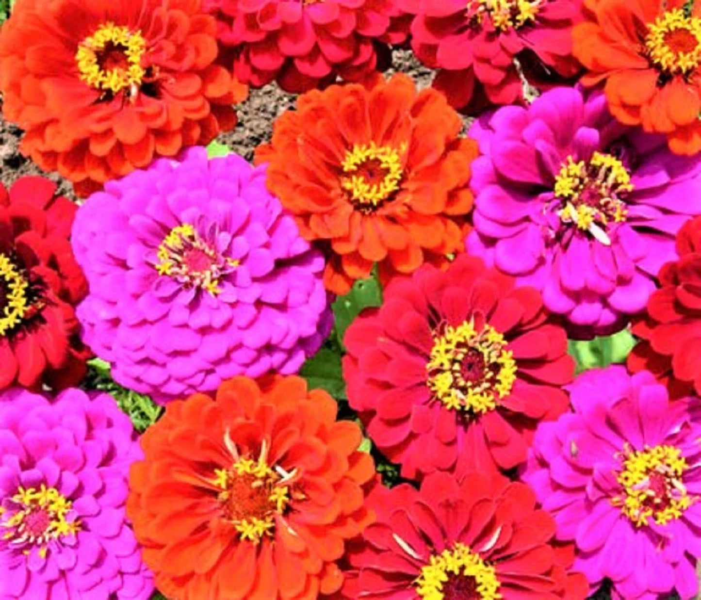 Zinnia Seed Mix Pack of 100+ Non-GMO Merlot Colors for Borders, Cut Flowers & Pollinator Gardens - Zinnia elegans