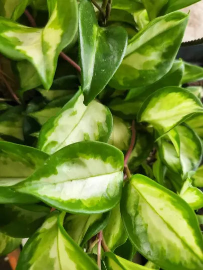 Variegated Hoya Rubra Krimson Princess Plant | Indoor Vining House Plant | Hoya carnosa 'Krimson Princess' | Starter Plant