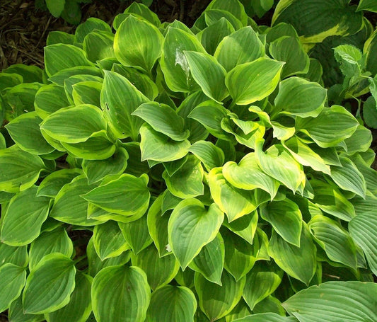 Hosta Plants Lot of 2 | Golden Tiara Variety | Gold Foliage | Hosta Hybrid for Shade Gardens