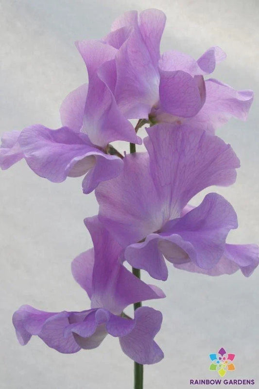 Lady Penny Sweet Pea Seeds - 50+ Non-GMO Lathyrus odoratus Heirloom Climbing Vine for Garden & Container Planting
