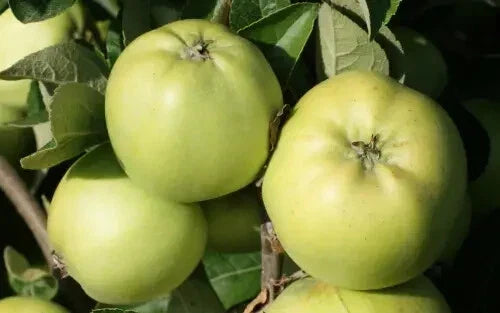 Keswick Codlin Apple Seeds - Malus domestica Heirloom Fruit Tree Seeds for Home Garden Planting, 25+ Seeds