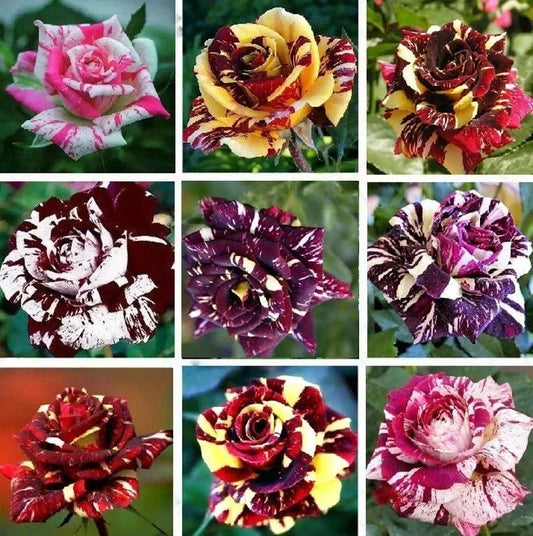 Multi-Color Rose Seeds 50pcs Pack | Double Petal Rosa spp. Garden Flower Seeds for Planting