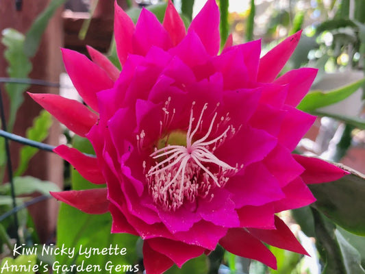 Kiwi Nicky Lynette Epiphyllum Unrooted Cuttings – 8-10 Inches Succulent Plant Propagation Material