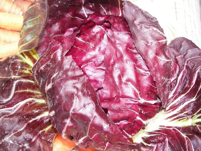 Radicchio Seeds 500 Count - Palla Rosa Non-GMO Heirloom Vegetable Cichorium intybus for Salad & Gourmet Dishes