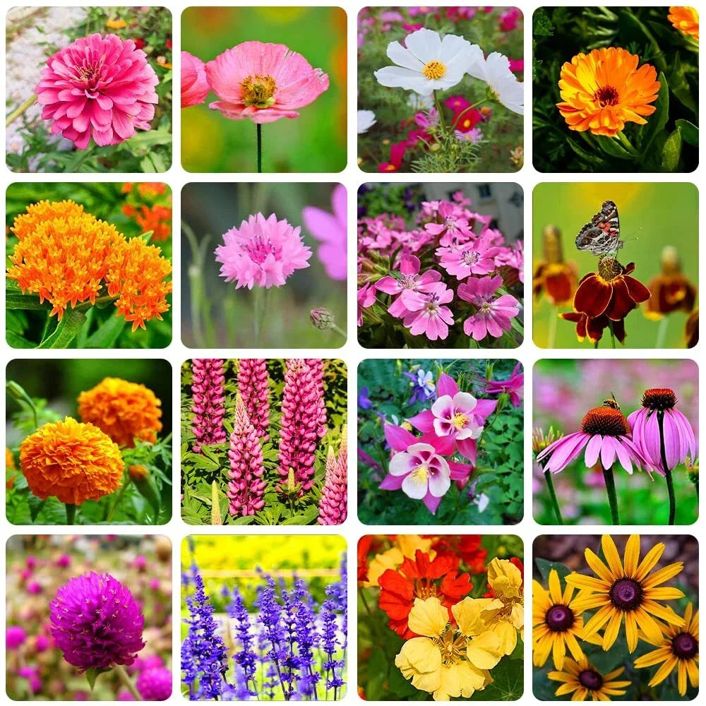 Bulk Wildflower Seeds Packet – 10,000+ Native Wildflower Mix for Eco-Friendly Gardens and Landscaping
