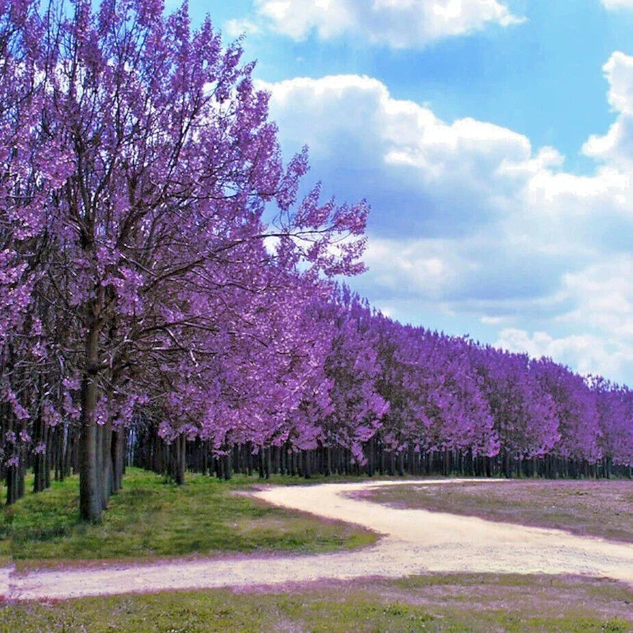 Royal Empress Tree Seeds - 50 Count, Paulownia tomentosa, Fast-Growing Landscaping & Reforestation Seeds