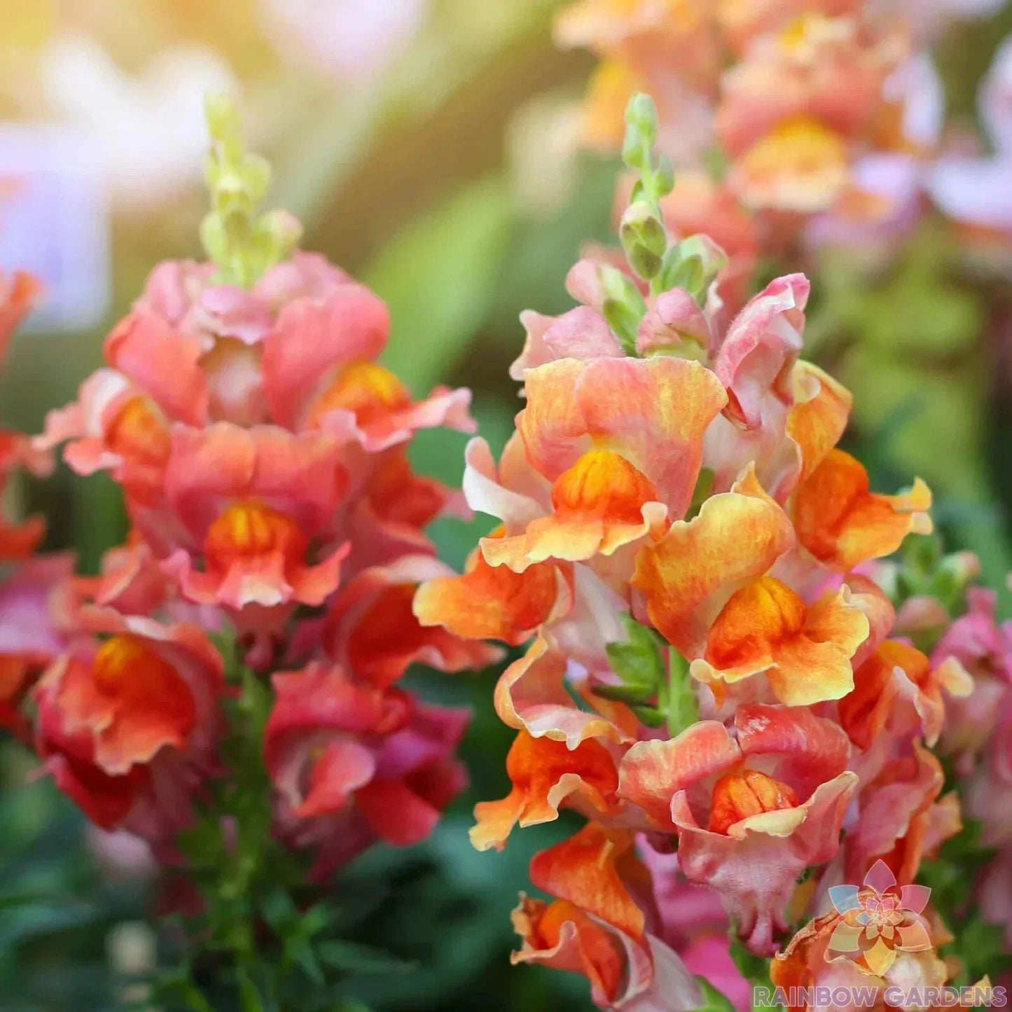 Rocket Bronze Snapdragon Seeds - 1000+ Bulk Pack for Garden Planting - Antirrhinum majus - Bronze Flowers, Annual, Full Sun